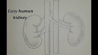 How to Draw human Kidneys  Easy Drawing Tutorial  Easy human kidney drawing and art [upl. by Artinek]