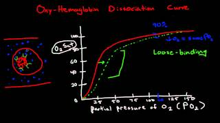 Oxygen Hemoglobin Dissociation Curve [upl. by Narbig734]