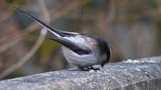 Une mésange à longue queue une souris et une mésange bleue [upl. by Zarger989]