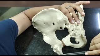 ANATOMY OF GYNECOID PELVIS  PART 2  MALAYALAM  OBG PRACTICAL [upl. by Nylitsirk554]