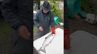 How to clean salmon with a knife sharpened on both sides [upl. by Novyart95]