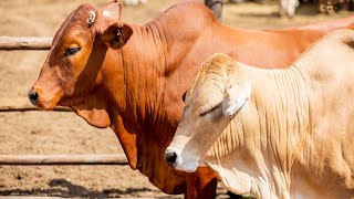 How to select cattle for pen fattening feedlot Suitable breeds [upl. by Leroy99]