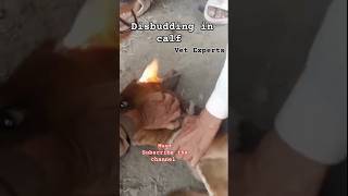 Disbudding of horns in calf shorts shortsfeed viralvideo shortvideo shortsviral cow calf [upl. by Illyes]