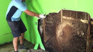 Forensic Pest Management Services discovers a massive termite nest in a wall cavity [upl. by Eustazio]