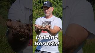 Holding Hornets fyp viral hornetking hornets dumbwaystodie2 [upl. by Ikkim255]