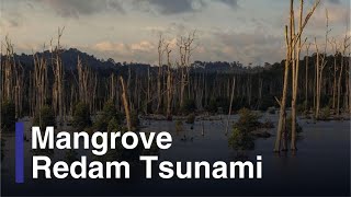 Bukti Hutan Mangrove Mampu Redam Gelombang Tsunami [upl. by Laval]