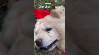 chow chow qualitypuppies available hyderabadindia bestquality dogkennel chintureddyfarms 🇮🇳 [upl. by Elrem]