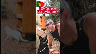 Portugal tem ONG Para gatos vidaemportugal curiosidades imigrantesemportugal fé travel [upl. by Manley]