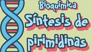 Bioquímica  Síntesis de Pirimidinas [upl. by Nodle]