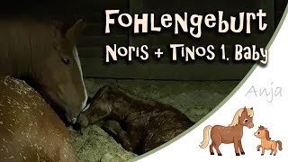 Fohlengeburt  Das ist Noris amp Tinos erstes Baby [upl. by Munafo]