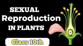 sexual Reproduction in plants class 10th Science biologyCBSE pollination fertilization [upl. by Landing]