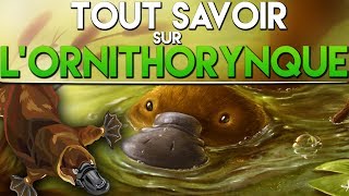 TOUT SAVOIR SUR LORNITHORYNQUE [upl. by Twum190]