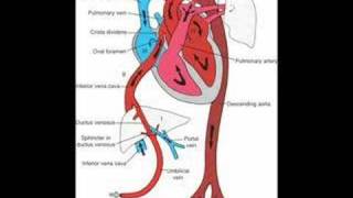 Fetal Circulation and Babys First Breath [upl. by Pax]