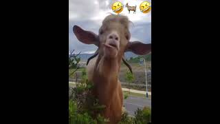 Witzigste Ziegenbock 🐐 aller Zeiten 🤣🤣🤣 shorts shortvideo shortsvideo [upl. by Hara]