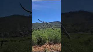 Video of Paso Picacho Campground — Cuyamaca Rancho State Park CA from Julian [upl. by Bellis]