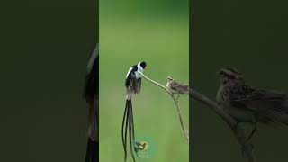 The Mesmerizing Dance of the PinTailed Whydah shorts Fancybirdsandchicken [upl. by Davida]