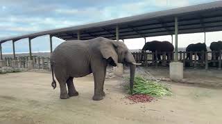 HERD Elephant Orphanage South Africa is live [upl. by Donni]