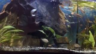 Giant Danio aggression [upl. by Gregor]