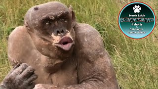 Jambo The Hairless Chimp Hoots And Throws Wood Wool At Visitor [upl. by Nahrut463]