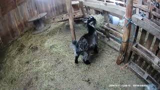 Beautiful Pygmy Billy Goat For Sale Sixteen Weeks Old [upl. by Acissev]