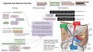 Inguinal and femoral hernias mechanism of disease [upl. by Nazler]