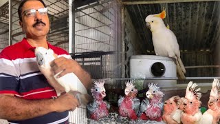 African Gray Parrot And Kakato Parrot Full Information Too Breeding Hsn Entertainment [upl. by Naji]