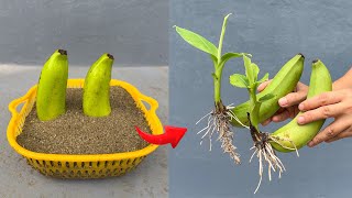 Fastest Banana Propagation Tips That Anyone Can Succeed With [upl. by Ahseena]