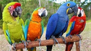 8 Most Beautiful Macaws on Planet Earth [upl. by Aret65]