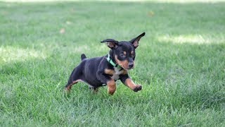 Mini Pinscher Puppies [upl. by Eceinaj]