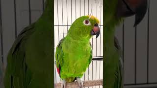 Loro hablando españolAmazing parrot Talking in Spanish 🇪🇸 [upl. by Hartfield]