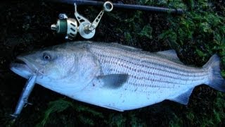 Topwater Striped Bass Fishing with Cordell Pencil Poppers [upl. by Isiad]