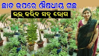 ଛାତ ଉପରେ ଔଷଧୀୟ ଗଛ  How to grow medicinal plants on the Rooftop EfarmingOdisha [upl. by Gorman]