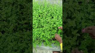 Mint Mentha speciesPudina family Lamiaceae mint family Medicinal herbs terracegarden video [upl. by Enileve899]