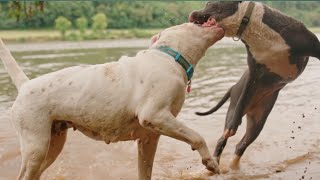 Pitbull dog vs Dogo Argentino  world dangerous dog fight [upl. by Llehsad]