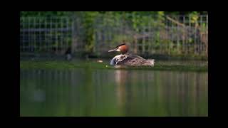 Sibling rivalry  Great crested grebe chicks [upl. by Torto]