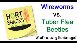 Wireworms vs Tuber Flea Beetles Whats Causing the Damage [upl. by Darnok]