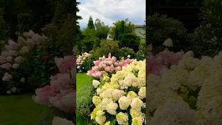 hydrangeaгортензияgardenгортензіяflowers parkjardinshortsアジサイсадnaturepaniclepaniculata [upl. by Einej]