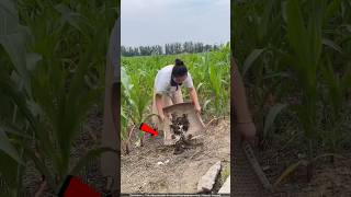 चीन वाले खेतों में गिलहरी क्यों छोड़ रहे हैं 😯 squirrel farming [upl. by Airretal]