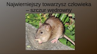 Najwierniejszy towarzysz człowieka  szczur wędrowny Zwierzęcy geniusze  Pakukla [upl. by Angeli]