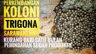 Perkembangan koloni trigona sarawakensis sudah produktif bertelur part II [upl. by Iridis]