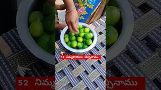 ఈ రోజు 52 నిమ్మకాయలు తెచ్చినాము మా చెట్టుకు 🍋🍋Lemonharvestingytshorts [upl. by Annora]