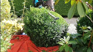 BOXWOOD Ball Trimming [upl. by Rufina812]