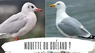 Mouette ou goéland [upl. by Downall996]