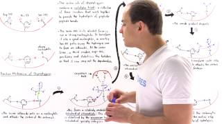 Mechanism of Chymotrypsin and Catalytic Triad [upl. by Ainak412]