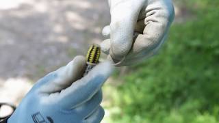 Installing the cambium saver [upl. by Stephana135]