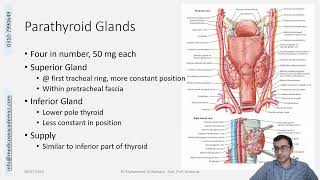 Parathyroid Gland Gross Anatomy [upl. by Millicent]