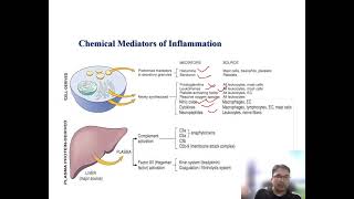 Inflammatory Mediators Vasoactive amines [upl. by Aesoh]