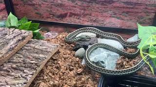 Florida Blue amp Gold Garter Snakes Feeding after giving birth [upl. by Bates]