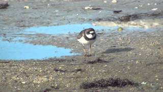 Semipalmated Plover [upl. by Odnanreh]