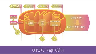 Cellular Respiration Steps and Pathways [upl. by Bilak]